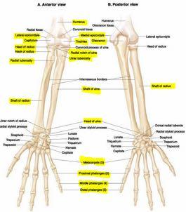 Pelvic girdle Pelvic girdle refers to a single pelvic bone.