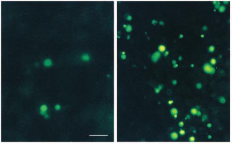 One of these has fluorescent staining for 3 DNA ends in the nucleus, characteristic of cells in the early stages of apoptosis (arrow, B).