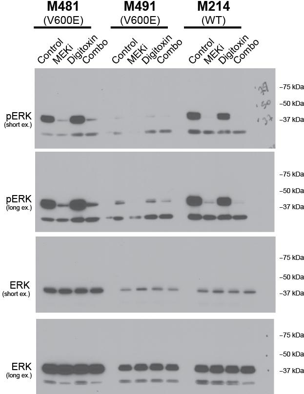 Supplementary Figure 8: Full western blot images from Figure 3J.