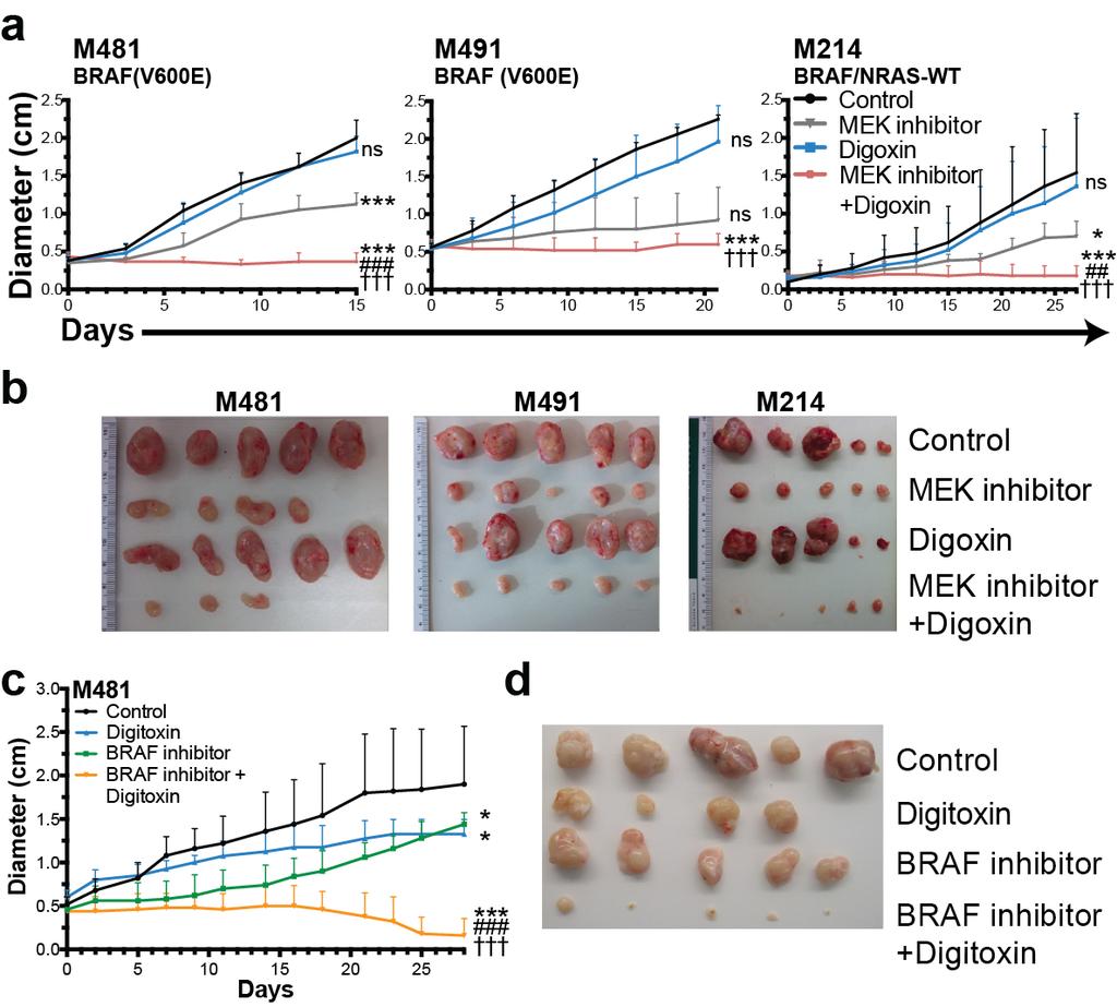 Supplementary Figure 3: Digoxin plus MEK inhibitor and digitoxin plus BRAF inhibitor additively or synergistically inhibit the growth of patient-derived xenografts.