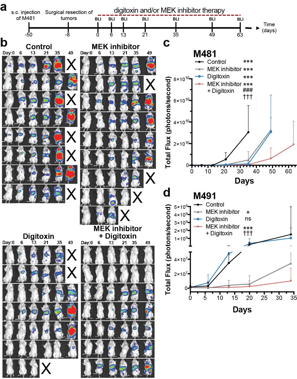 Supplementary Figure 4: Digitoxin plus MEK inhibitor additively or synergistically inhibits the growth of patient-derived xenografts and extends the survival of mice with metastatic human melanomas.