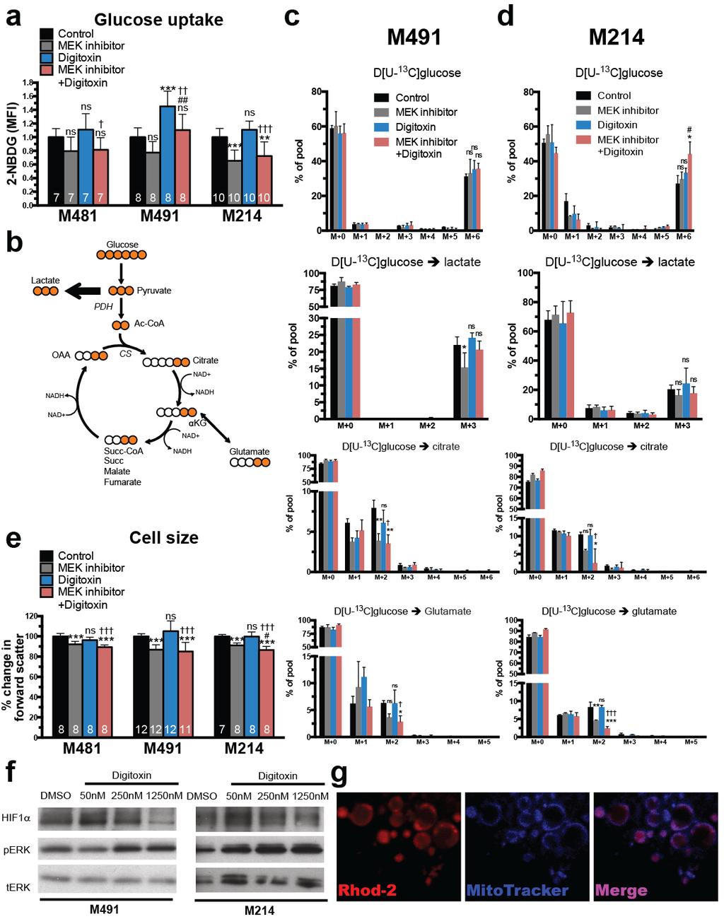 Supplementary Figure 7: MEK inhibitor, but not digitoxin, reduces glucose uptake and cell size in xenografted melanoma cells and in vivo