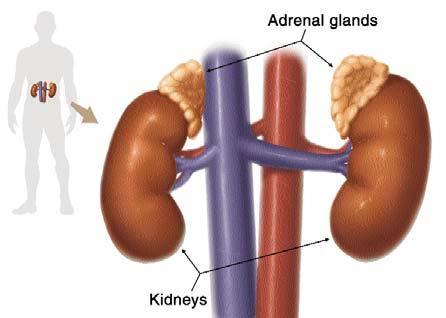What are the adrenal glands? Your body has two adrenal glands. Each gland is located above a kidney. The adrenal glands secrete many hormones needed for the body's normal functioning.