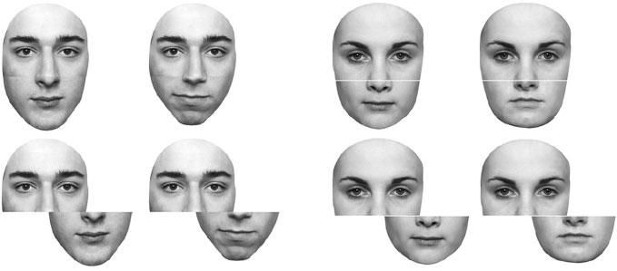 MIND THE GAP 3 Figure 1. Example stimuli used in this study. The first row demonstrates a male and a female composite pair.