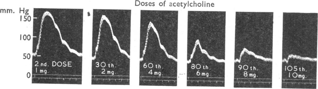 Hg 15 1 5 Doses of acetylcholine FG.2.-Cat(3.9kg.),6mg./kg. of atropine sulphate intraperitoneally followed by ether and 6 mg./kg. of chloralose intravenously. The left adrenal gland was removed.