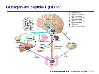 Small intestine L cells Glucagon Like Peptide 1 Receptor Agonists (GLP 1RAs) 52 NASH patients randomized to liraglutide (1.
