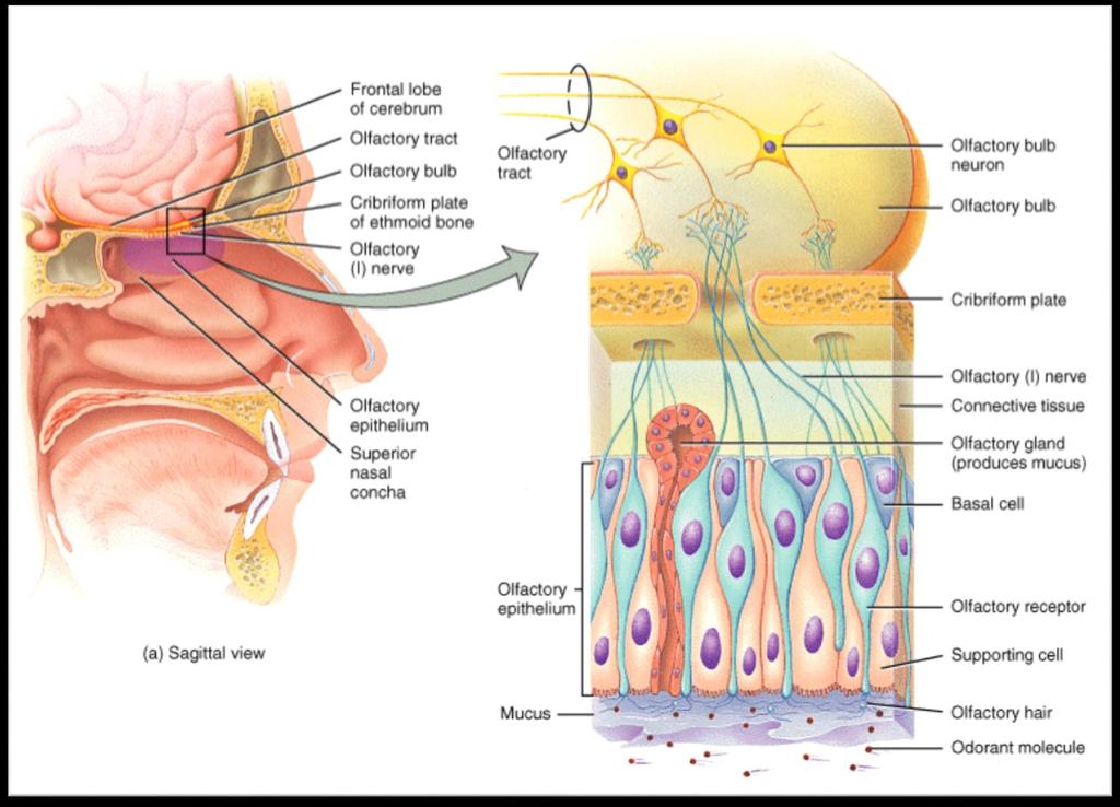 The Olfactory System Olfactory neural cells are the only surface neural cells in our