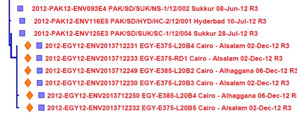 WPV1 detection in Cairo environmental samples WPV1 in samples taken 2 and 6 December in 2 districts Strains 99.