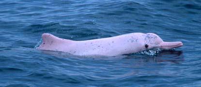 REPORT OF THE FIRST WORKSHOP ON CONSERVATION AND RESEARCH NEEDS OF INDO-PACIFIC HUMPBACK DOLPHINS, SOUSA CHINENSIS, IN THE WATERS OF TAIWAN 25-27 FEBRUARY 2004, WUCHI, TAIWAN Edited by John Y.