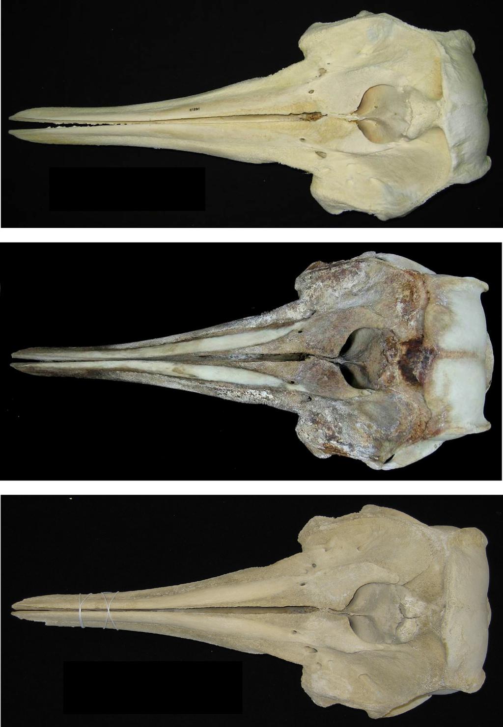 Wang et al. Zoological Studies (2015) 54:36 Page 12 of 15 A B C Figure 6 Dorsal views of the calvariae of Sousa chinensis taiwanensis specimens.