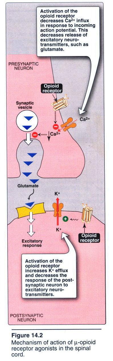 Opioid receptors Opioids interact with receptors on the: membranes of certain cells in the CNS, nerve terminals in the periphery cells of the GIT and the anatomic regions urinary bladder.