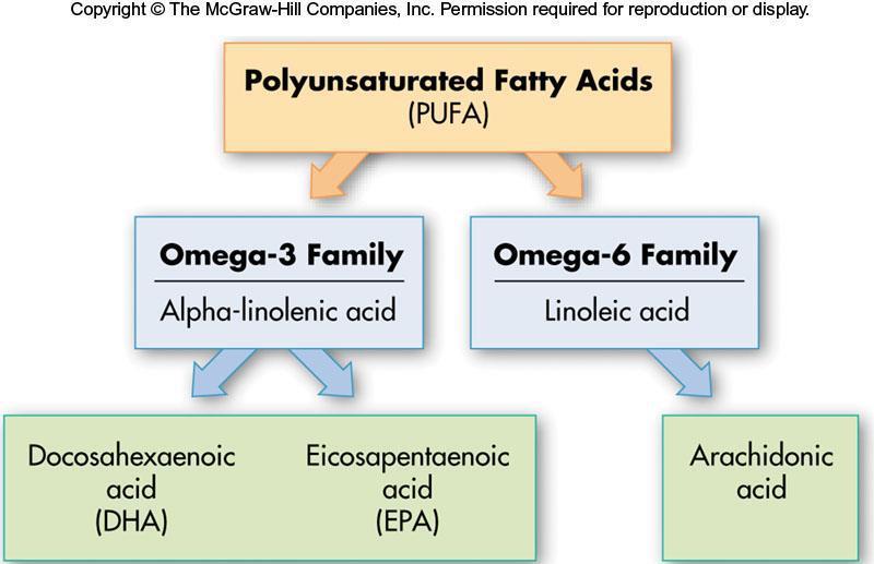 Essential fatty acids: Not synthesized in the body Structural part of cell membranes Major part of lipids in brains and nervous system Essential for