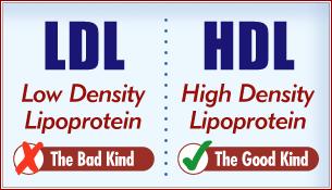 LDL- Cholesterol: Transports cholesterol from the liver to tissues Bad cholesterol Associated with heart