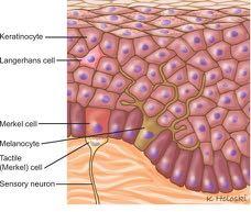 Endocrine cells of