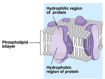 Membrane is a collage of proteins & other molecules embedded in the fluid matrix of the lipid