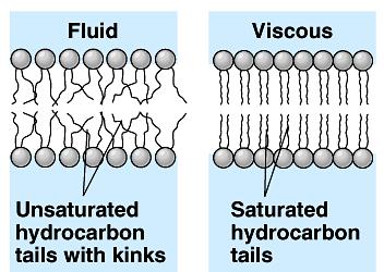 Membrane fat composition varies Fat composition affects flexibility must be fluid