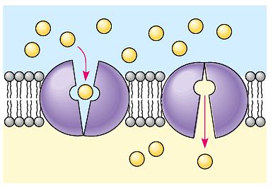 Diffusion through protein channels channels move specific molecules across cell no energy needed facilitated = with help open
