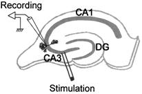 Here, we have taken advantage of the intact connectivity between neurons in hippocampal slice cultures to record for the first time mglur-mediated inhibitory synaptic responses in hippocampal CA3