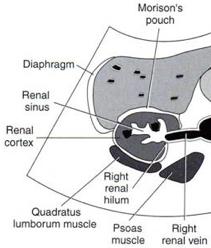 Identify renal structures Repeat