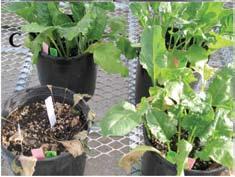 Plants in each frame, clockwise, from upper left were inoculated with