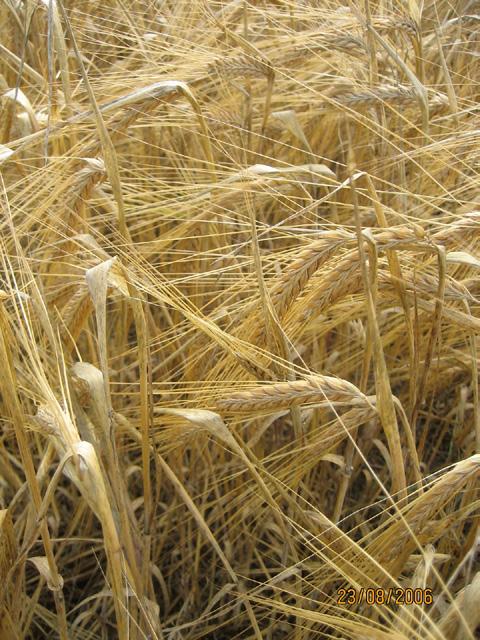 Mycotoxins and The highest mycotoxin contents in high temperatures and humidity: - DON producers are favoured by humid conditions - in dry conditions more DON on oats than barley In dry conditions