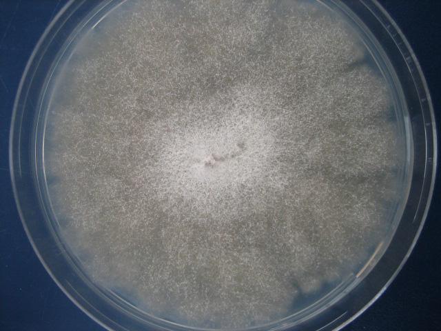 Fusarium infection in harvested grain F.