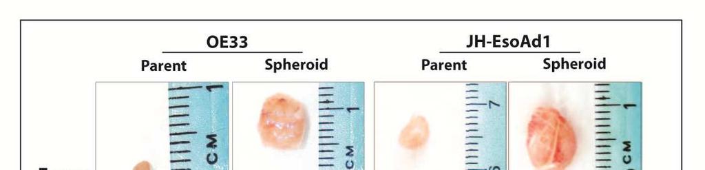RESULTS: Tumorigenicity No xenograft tumors from Het-1A cells (parent or spheroids) Cell line (termination) PARENT CELLS Number of Tumors (%) PARENT CELLS Median tumor volume (mm 3 ) SPHEROID Number