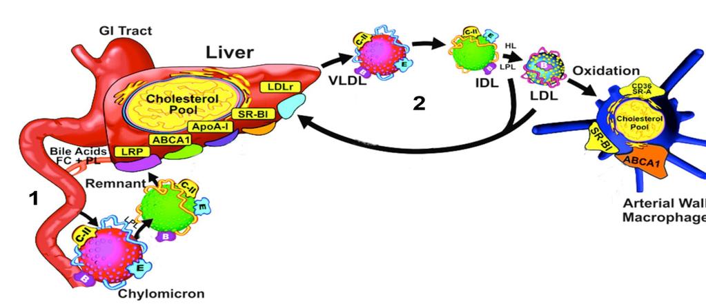 Lipoprotein Metabolism and Atherosclerosis LDL