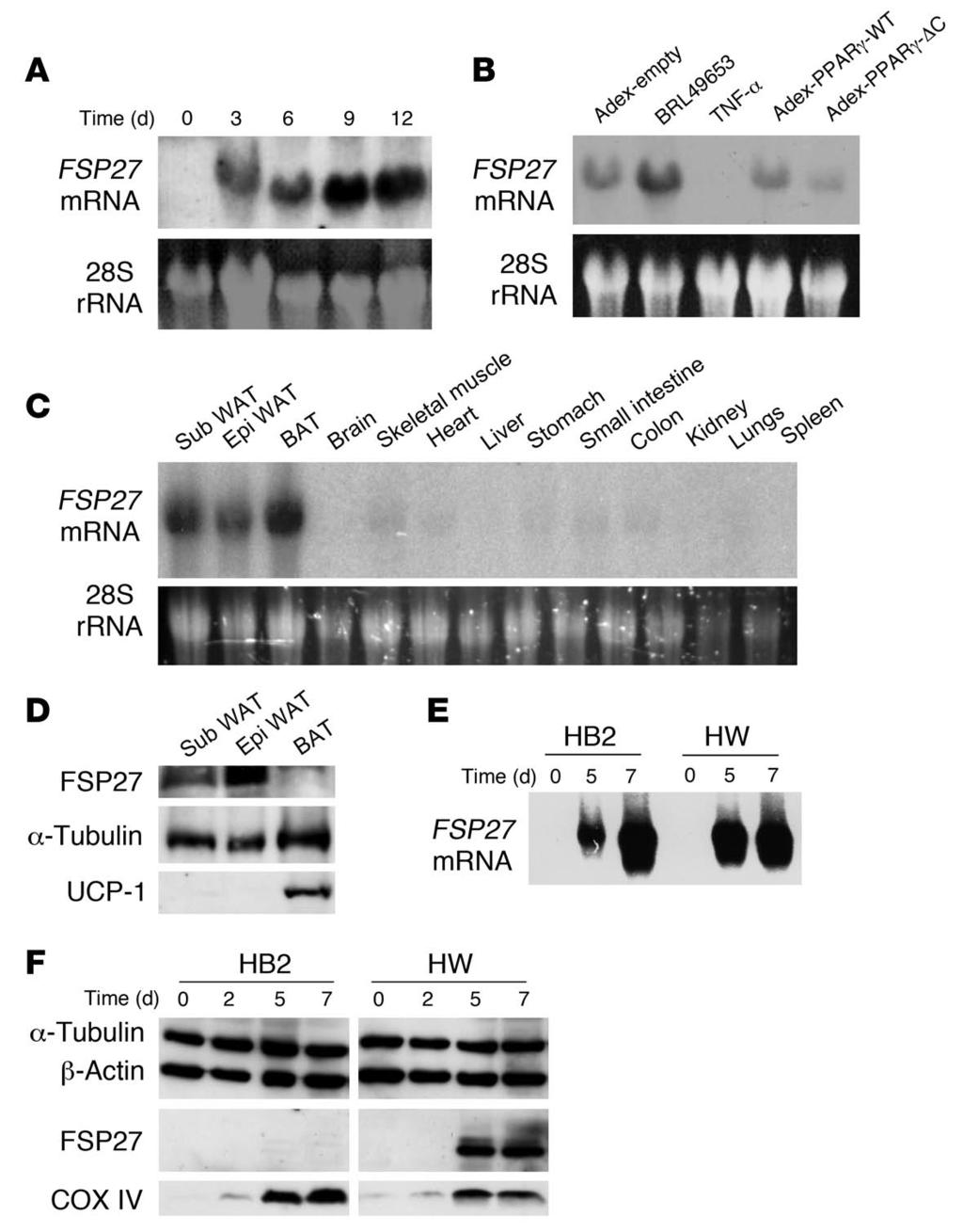 Figure 1 Adipocyte-specific expression of Fsp27. (A) Northern blot analysis of FSP27 mrna in 3T3-L1 cells at the indicated times after the onset of induction of adipocyte differentiation.