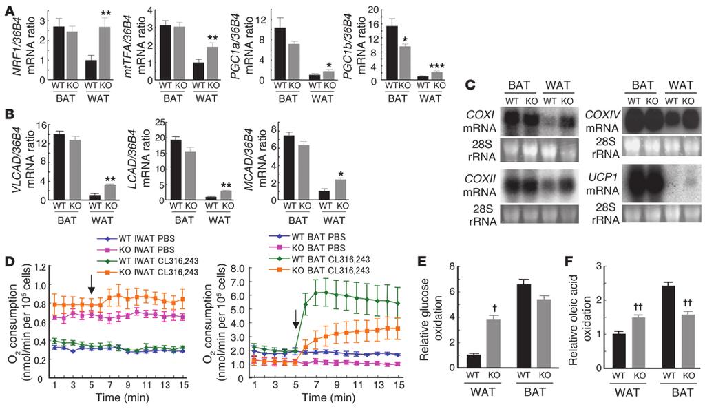Figure 4 Mitochondrion-related gene expression and metabolic rate in WAT of FSP27-knockout mice.