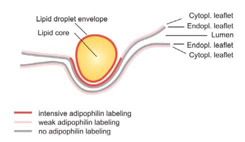 Alternative model: Adipophilin-enriched ER
