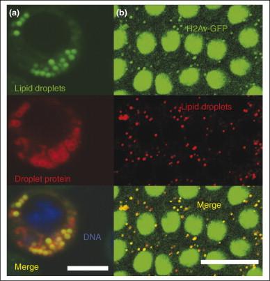 Lipid droplets, more than just fat storage organelles.