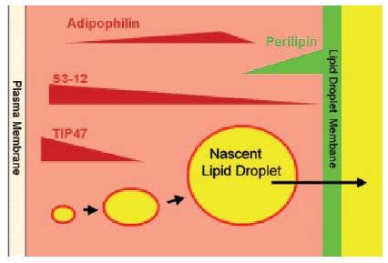 Structural lipid