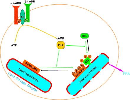 Release of Free Fatty Acids (FFA) from adipocyte lipid droplets Perilipin KO mice show 10x