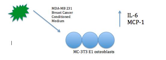 Figure 10 A schematic representation of the inflammatory response of MC 3T3-E1 osteoblasts in presence of MD-MBA 231 breast cancer cells Figure 11 A
