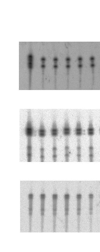 M 1 2 3 4 5 6 M RT-PCR 3 ligation 5