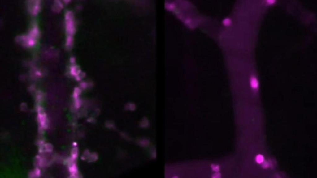 Neutrophil survey time (sec) Rolling cells after min i.v. PNC buildup aftermin (Platelet fluo.
