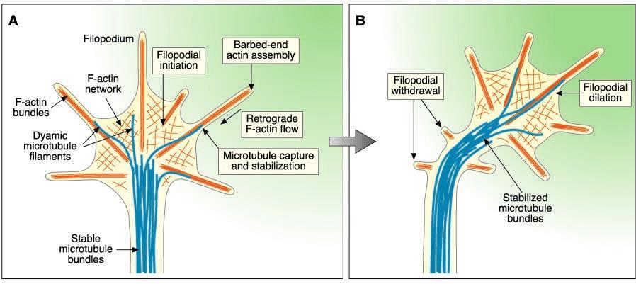 Neuronal guidance proteins (NGPs) force cells to move NPGs give axons and dendrites the ability to locate and recognize their appropriate synaptic partners 1 Filopodia filaments are oriented toward