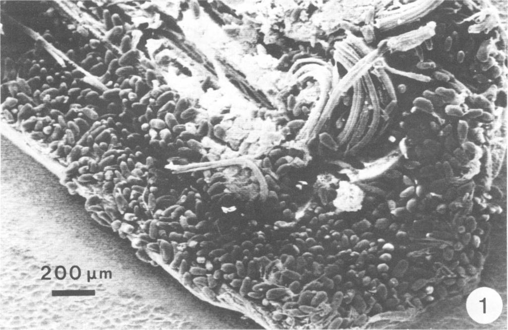 1218 BAUCHOP APPL. ENVIRON. MICROBIOL. FIG. 1. Epidinium on a longitudinally cut surface of lucerne stem suspended in a sheep rumen for 30 min. min (Fig. 2a).