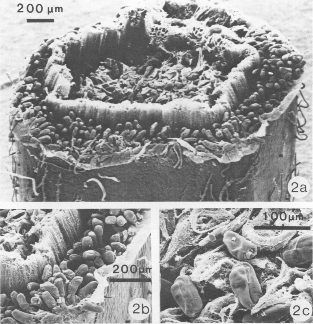 VOL. 37, 1979 PLANT TISSUE INGESTION BY A RUMEN PROTOZOAN 1219 Downloaded from http://aem.asm.org/ -~~~~~Kc FIG. 2.