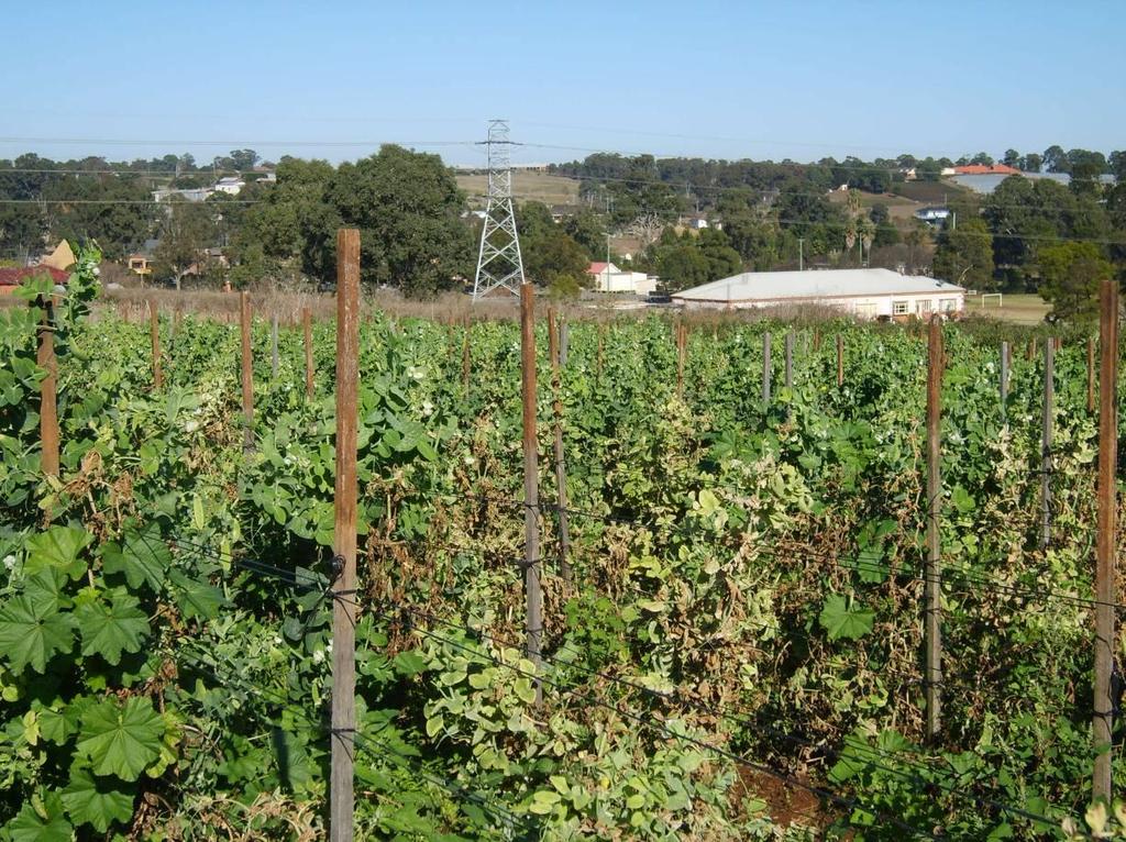 Figure 16. Weed infestation in Snow Pea crop in Sydney. 2.3.4 Victoria A total of 5 sites were surveyed in Victoria; 4 in Bairnsdale and 1 in Korumburra.