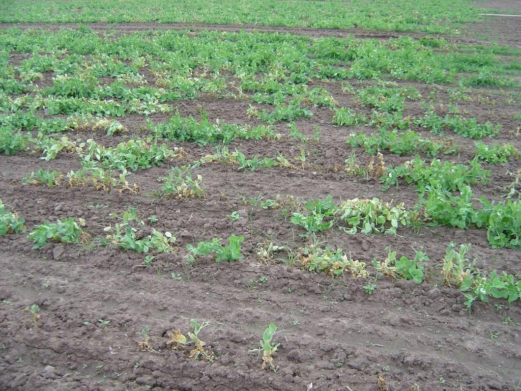 Figure 18. Snow pea crop in Bairnsdale affected by wilt. Growers in this area ensured that hygiene on their farms was maintained at a high standard.