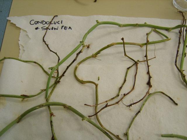 Figure 19. Snow pea stem sections following ethanol wash.