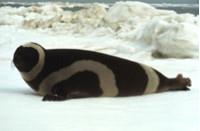 - Ribbon seals are solitary animals.