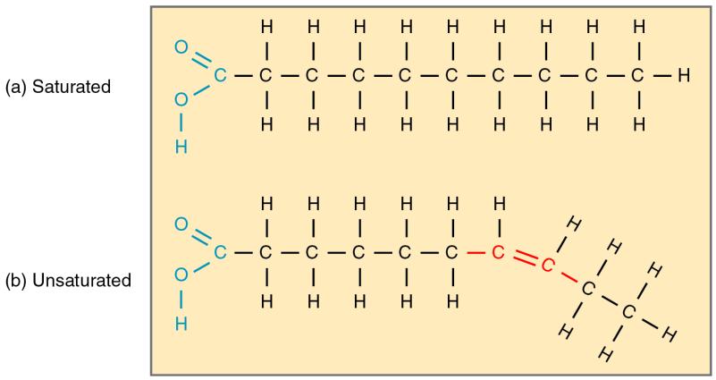chemical reactions Peptide or Polypeptide CHO Oxygen in very small quantities 1.