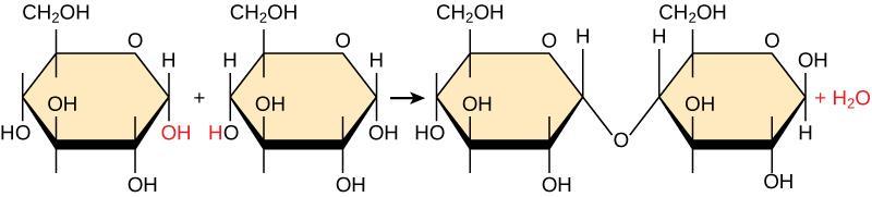 Hydrolysis breaks apart a polymer to create monomers by adding water. They are opposite chemical reactions. 10.