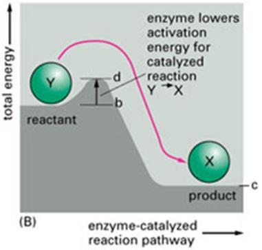 : 11. What is the function of an enzyme? An enzyme acts as a catalyst to increase the speed of chemical reactions. 12. What does a catalyst (enzymes) do to activation energy? Draw a graph.
