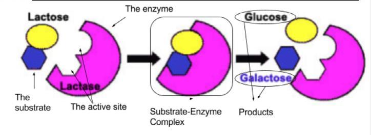 If an enzyme is denatured, the shape of the enzyme changes. If the shape of the enzyme changes, the function will change. 14. How can enzymes be denatured?