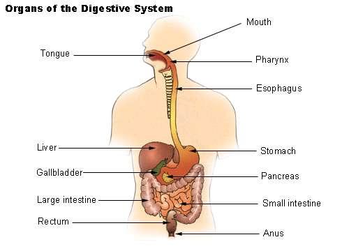 Organs of digestion Food passes through the mouth,