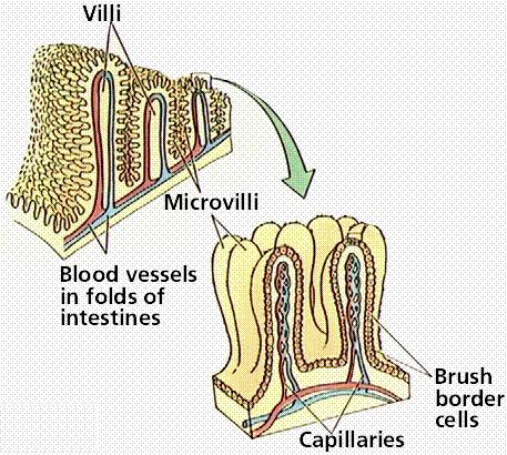 Small Intestine Surface area of the small intestine There are villi that increase the surface